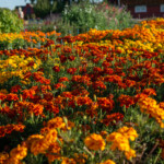 Tagetes