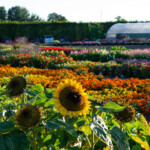 Solrosor i förgrunden